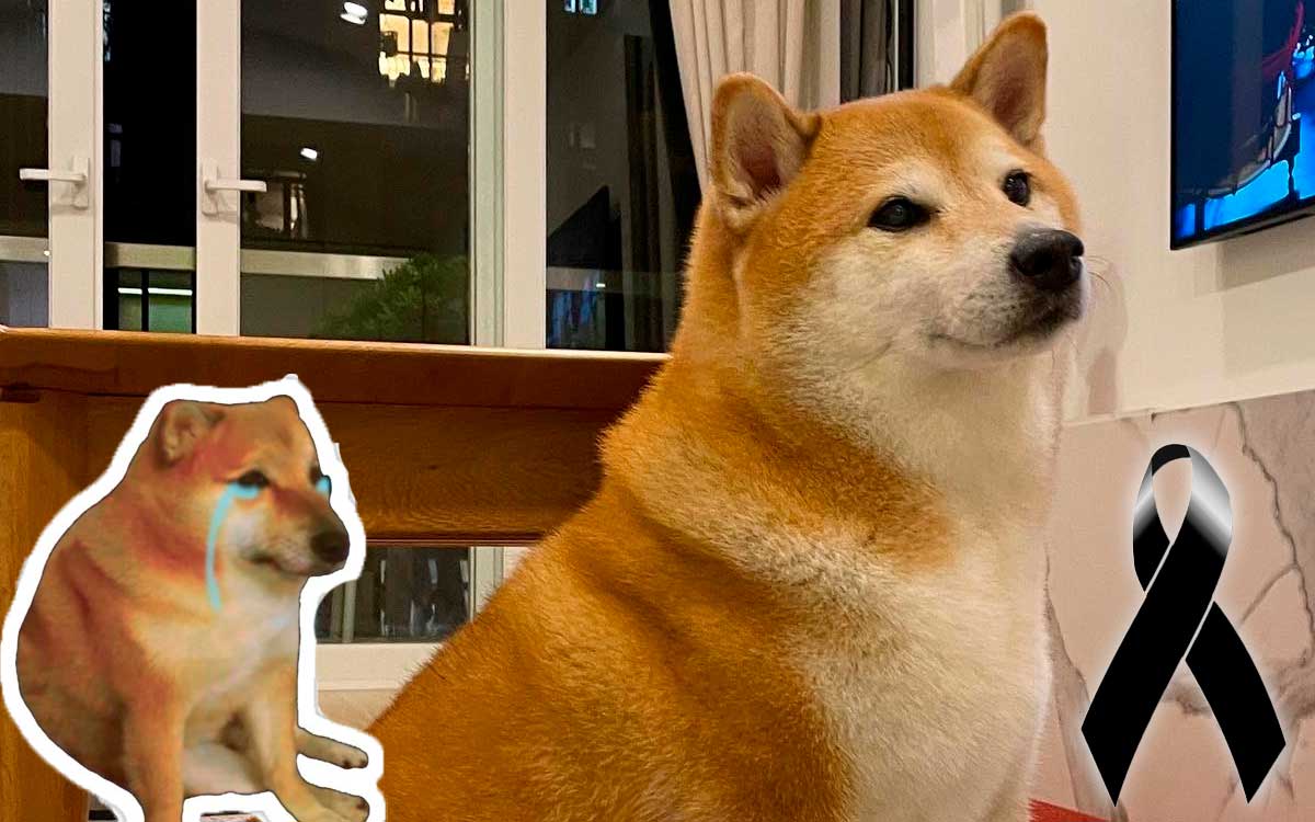 de que murio el perrito viral cheems