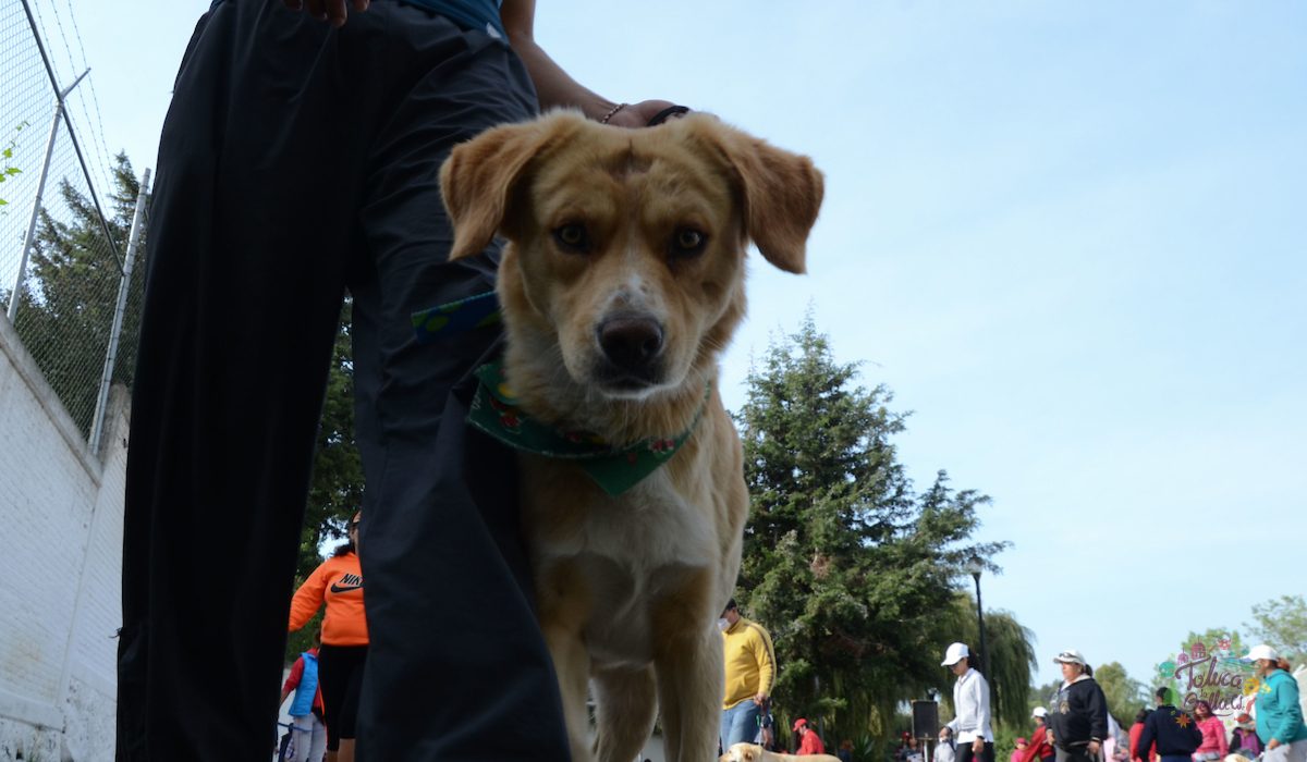 Perro paseando con su dueño