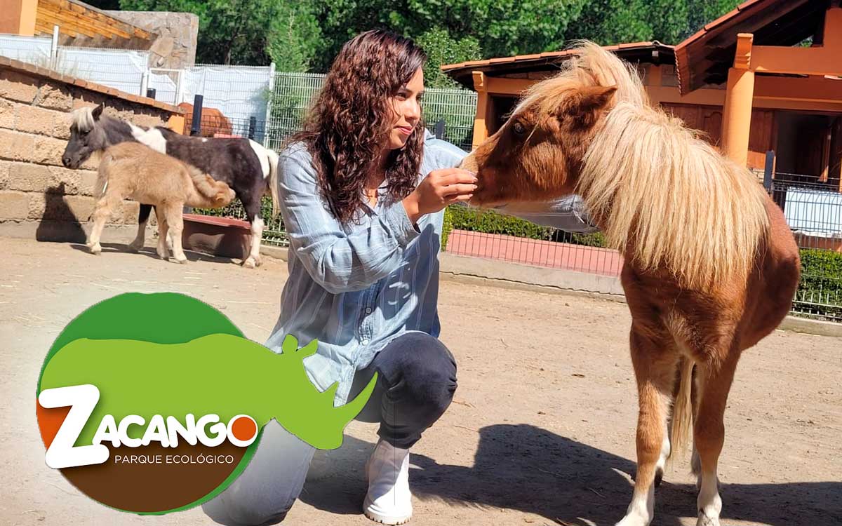 activbidades en el remodolado zoologico de zacango y precios oficiales 2023
