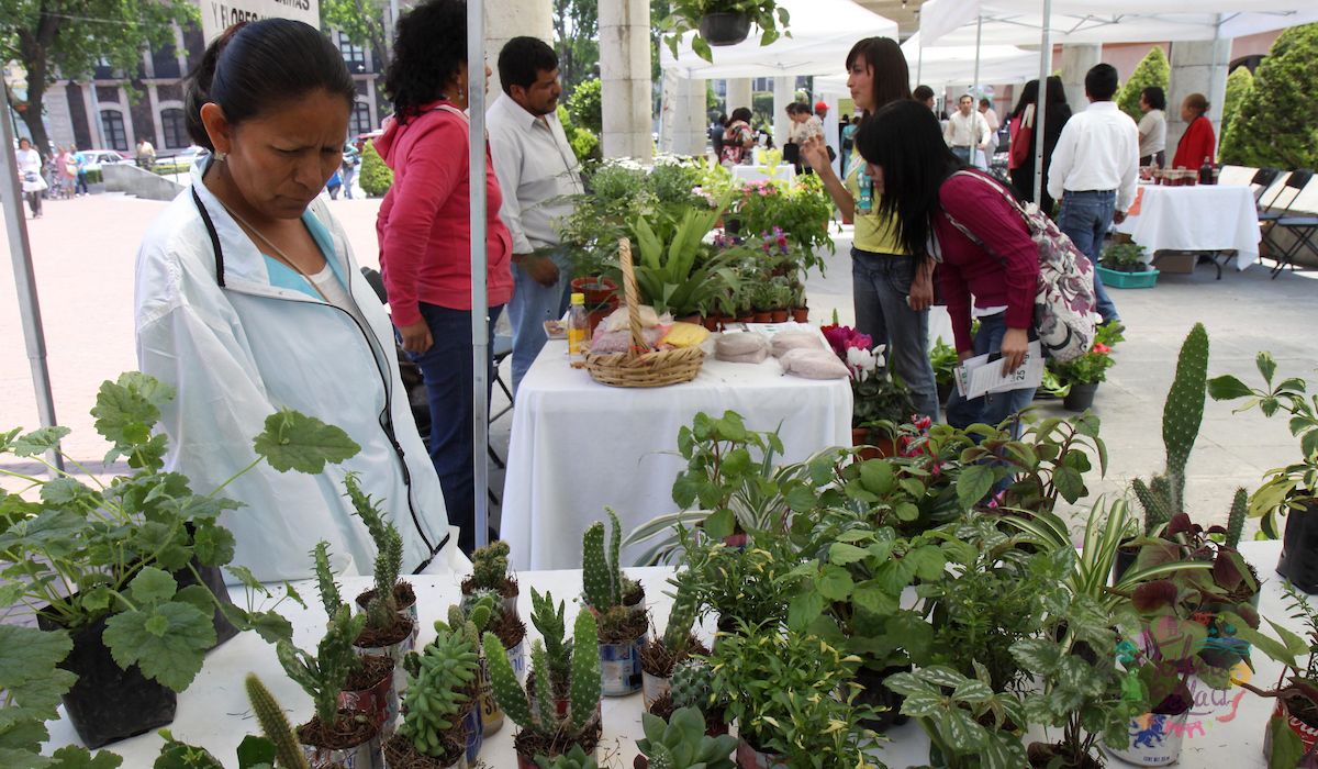 Festival Plantero en Toluca en ediciones anteriores