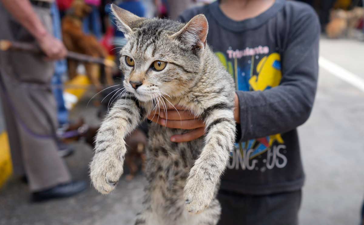 Gato cargado por un niño