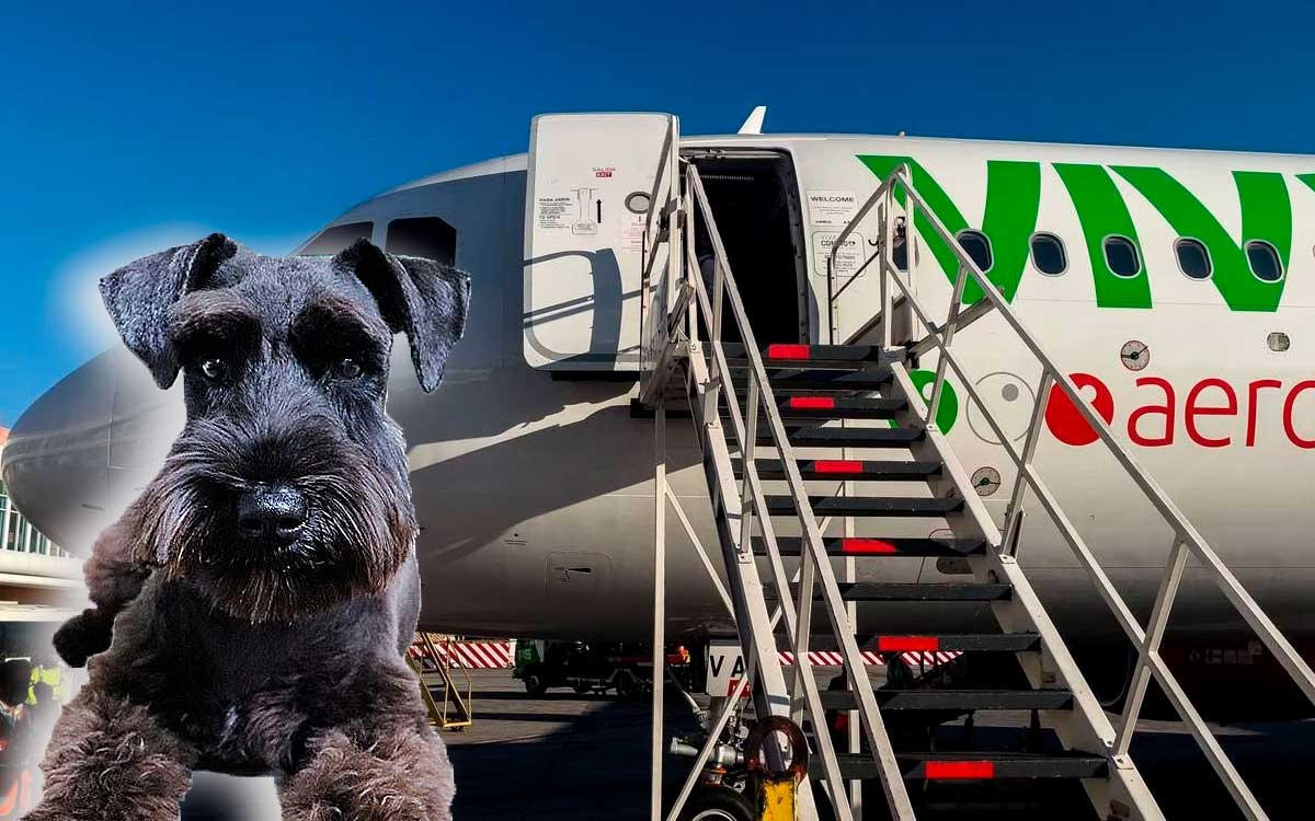 noticia viral de viva aerobus y perrito de asistencia emocional