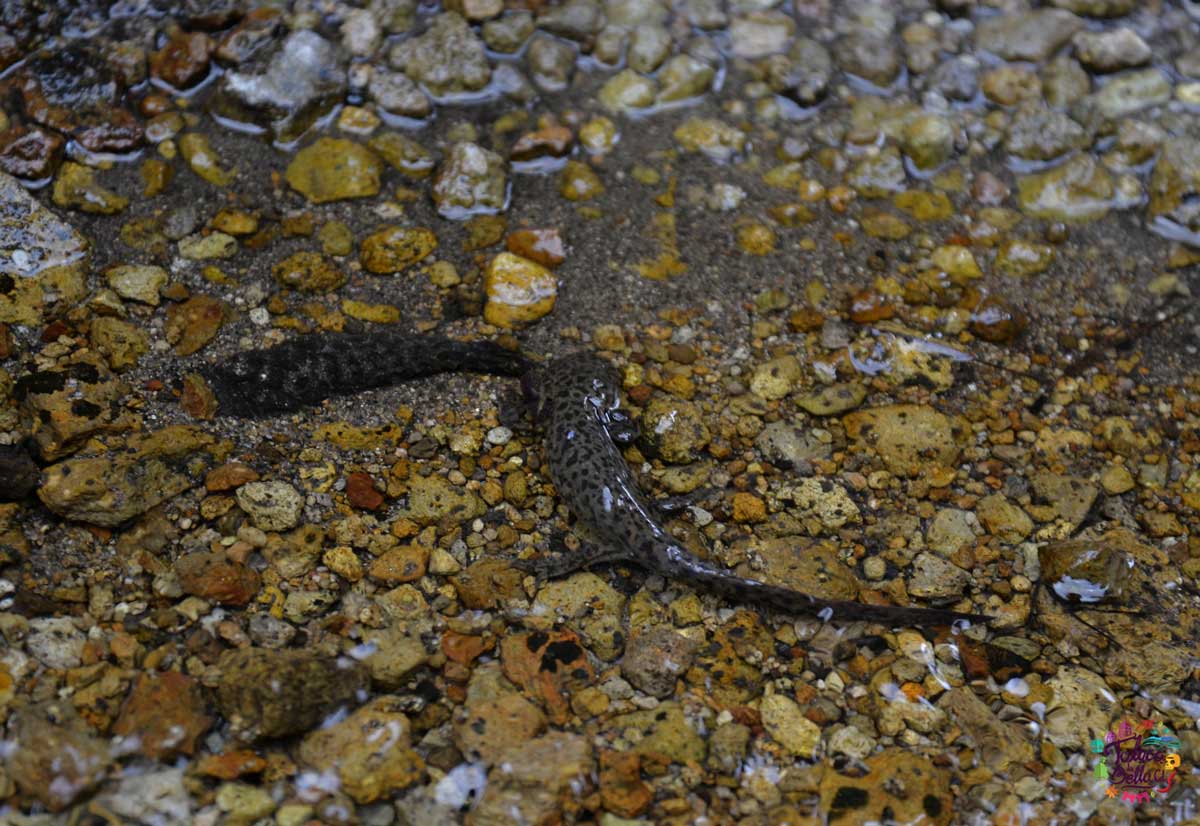 Ajolotario de Toluca