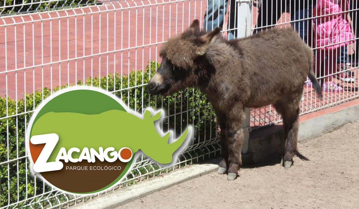 Hay nuevos pequeños huéspedes en el Zoológico de Zacango ¡Conócelos!