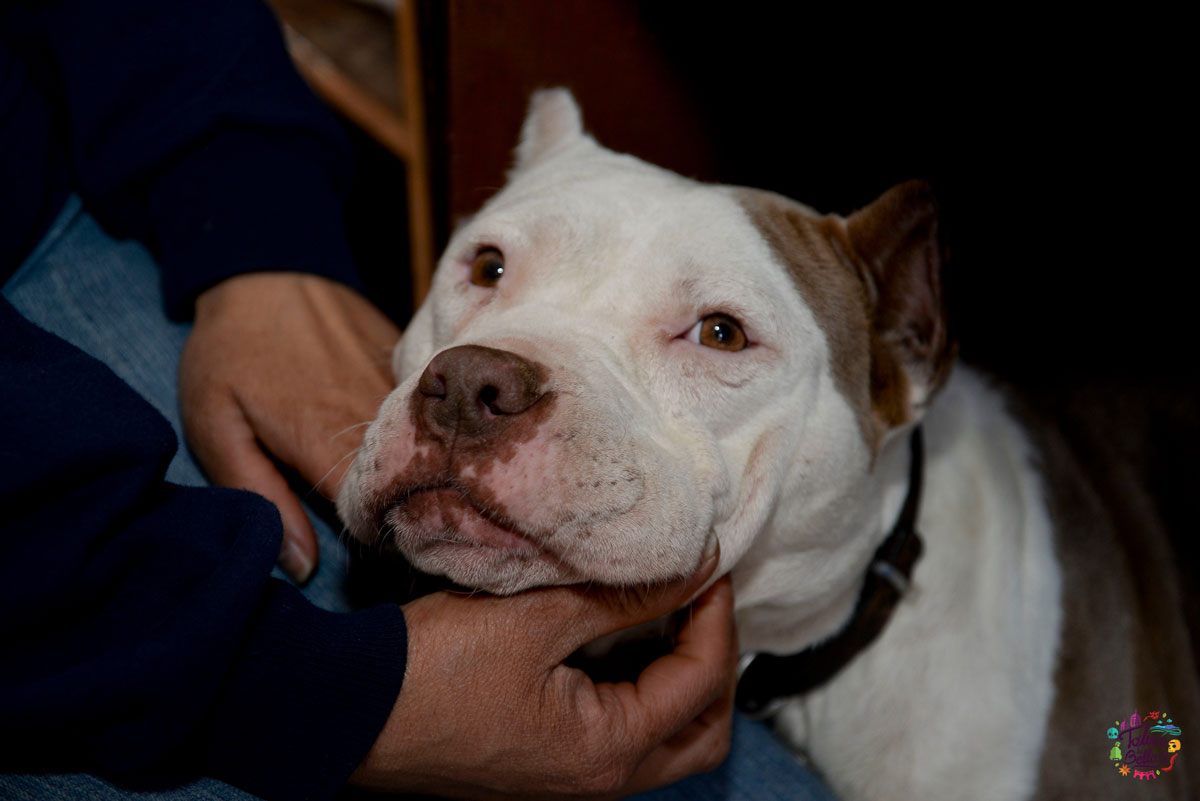 Campaña de esterilización y vacunación