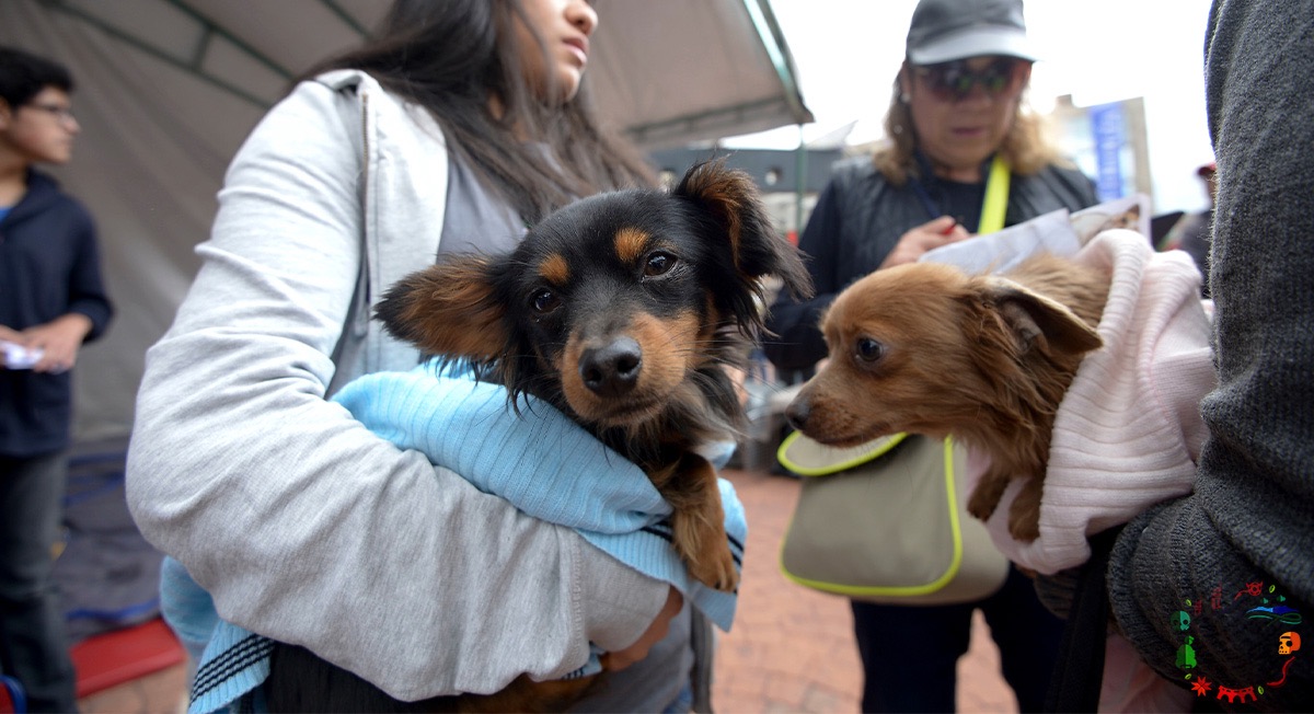 Jornada de esterilización y vacunación de mascotas en Toluca