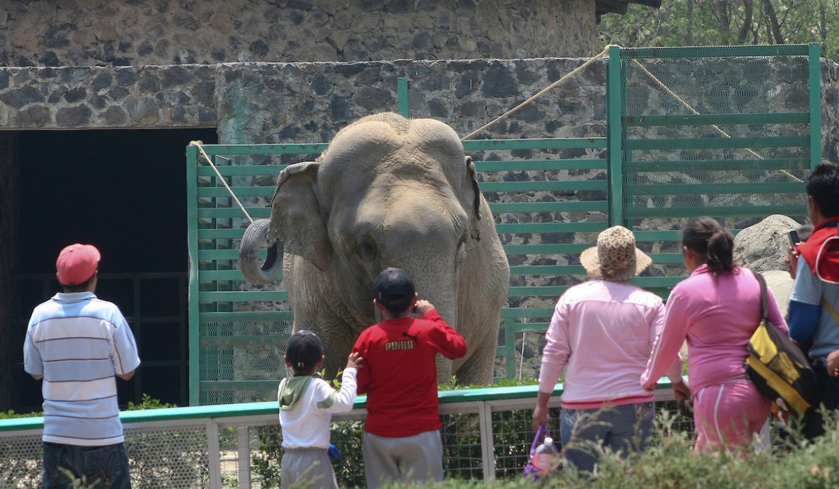 Personas en la reapertura del Zoológico de Zacango