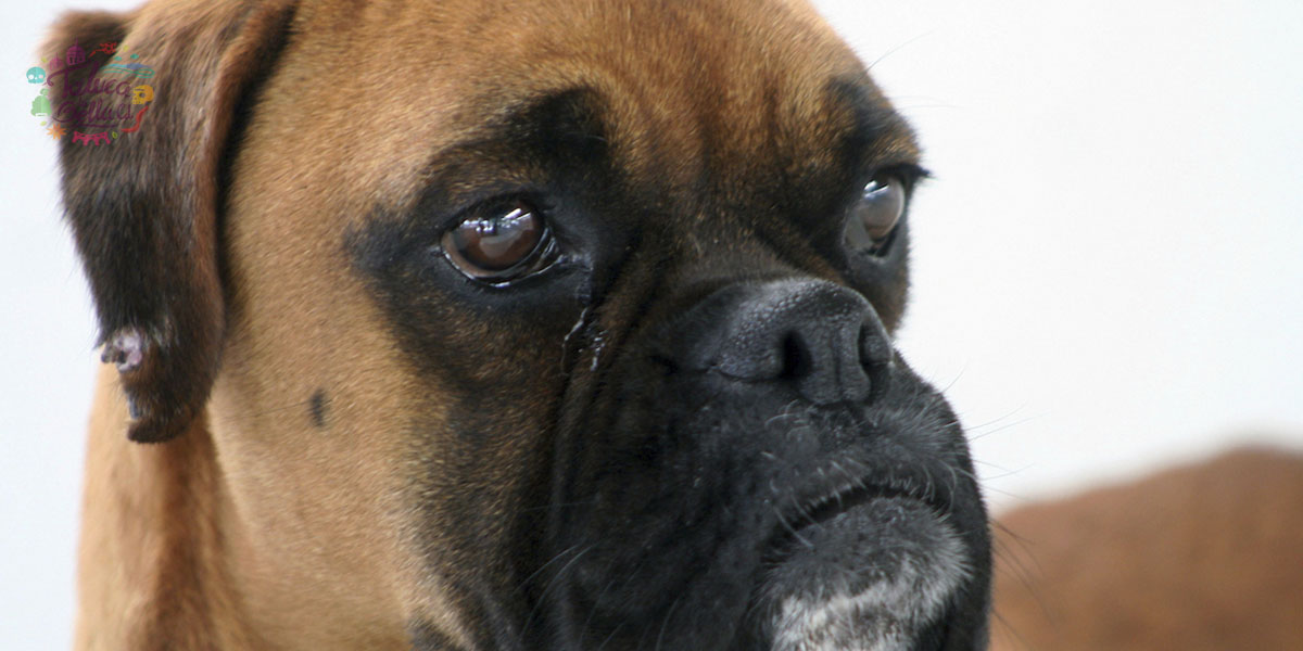 Abren centro de acopio en Toluca para michis y lomitos afectados en Guerrero