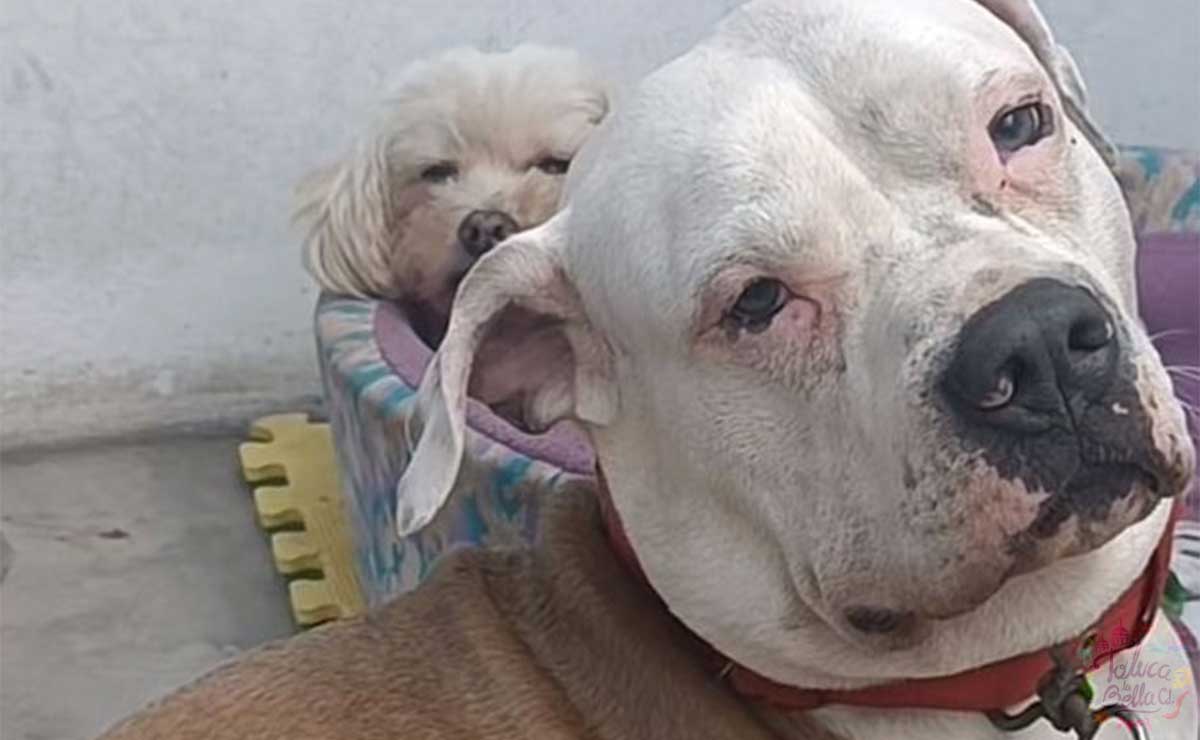 Perrito color blanco que llora por no defender a su dueña