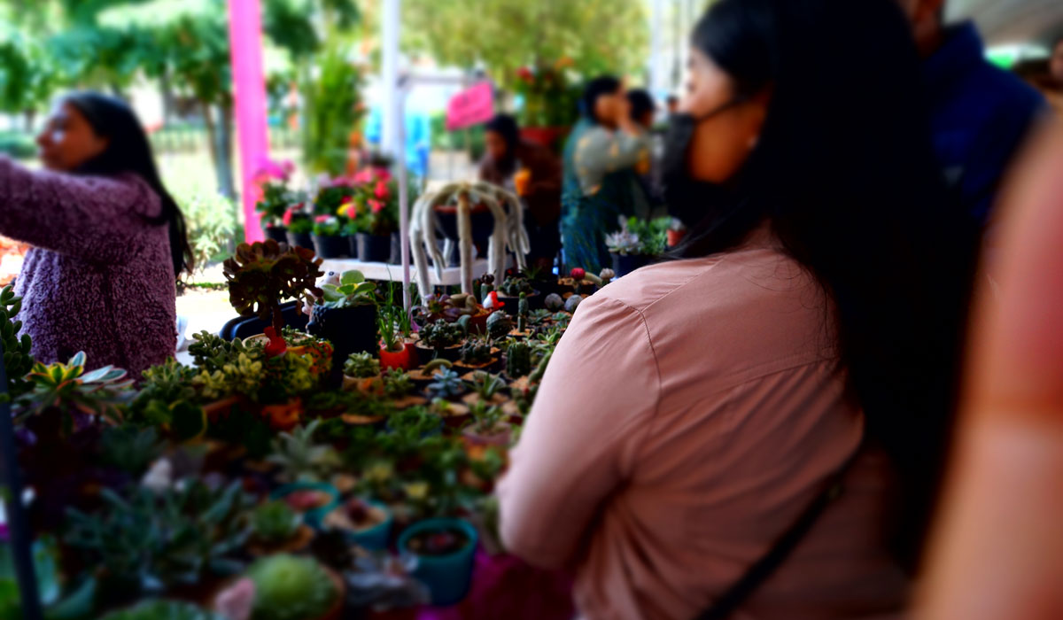 Encuentra todo para tus cactus, agaves y más especies en el Festival Plantero en Toluca. Checa la ubicación, horarios, días y actividades.