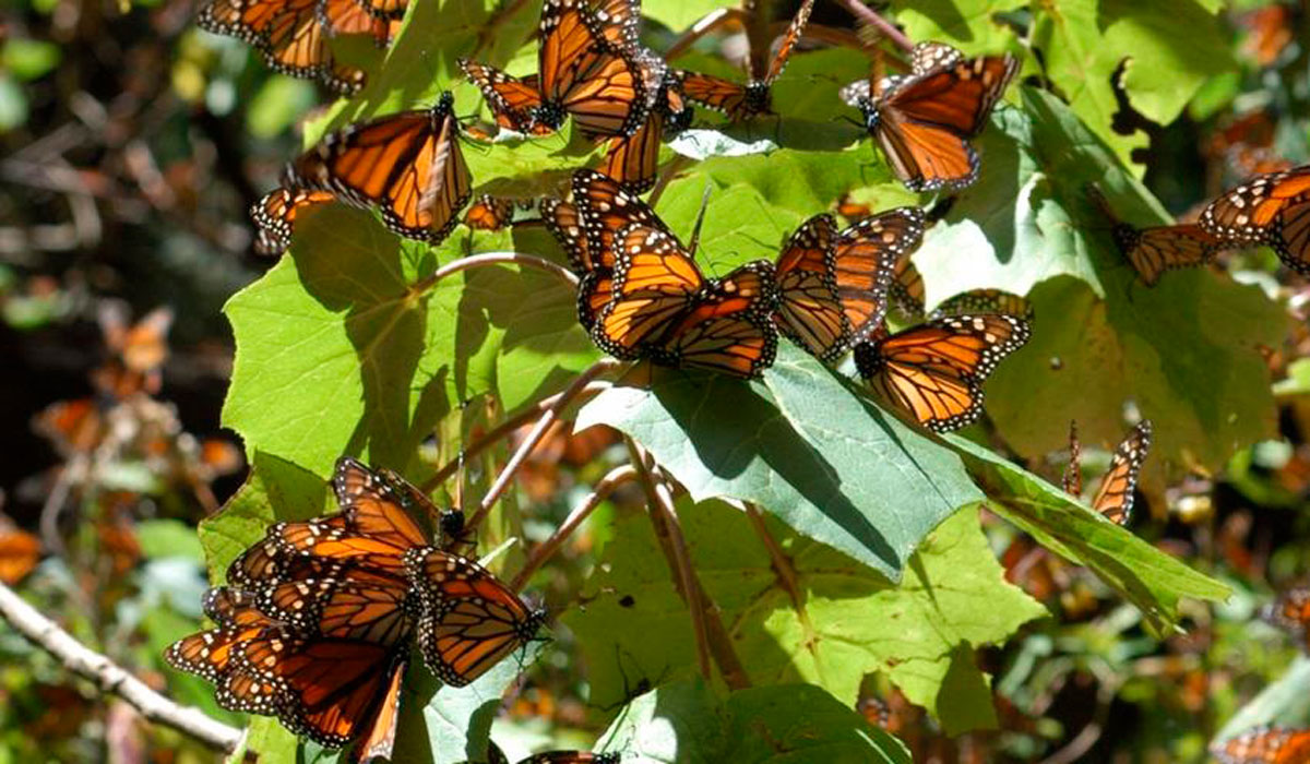 Checa los costos, horarios y ubicación de estos hermosos santuarios de la Mariposa Monarca del EdoMéx y cómo puedes llegar desde Toluca.