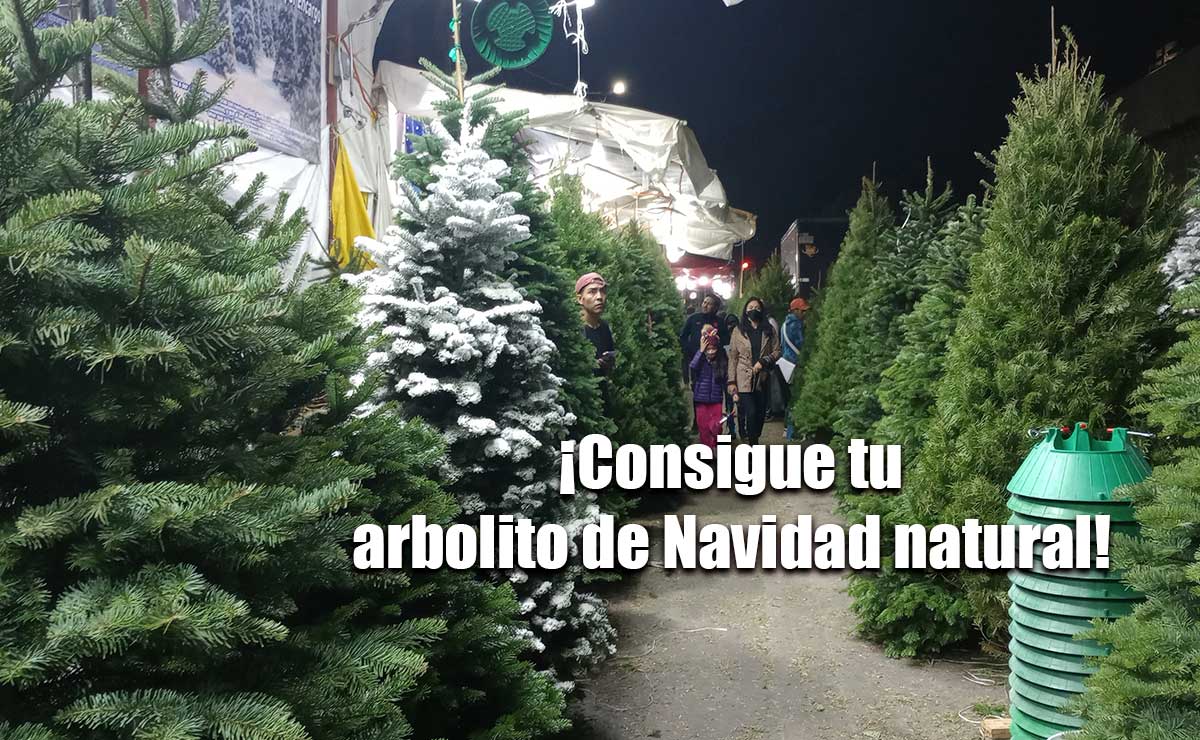 Bienvenido diciembre, árbol de Navidad natural en el Valle de Toluca