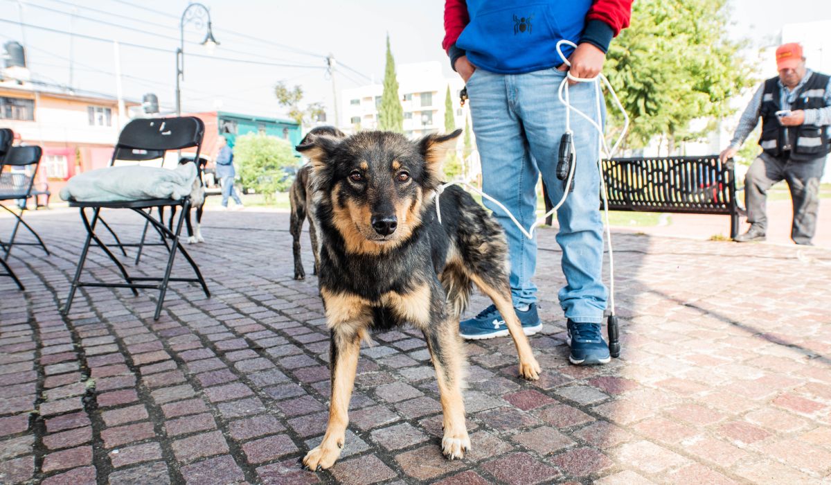 ¿Te gustan los perros y buscas empleo en el Valle de Toluca? Conoce esta vacante por $12 mil pesos al mes