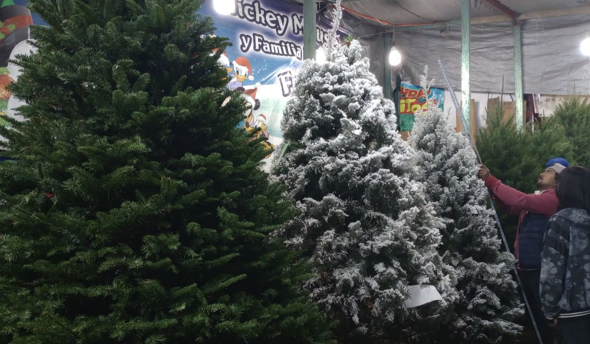 Listo el primer encendido del árbol navideño 2023 en Toluca ¿Cuándo y dónde será?