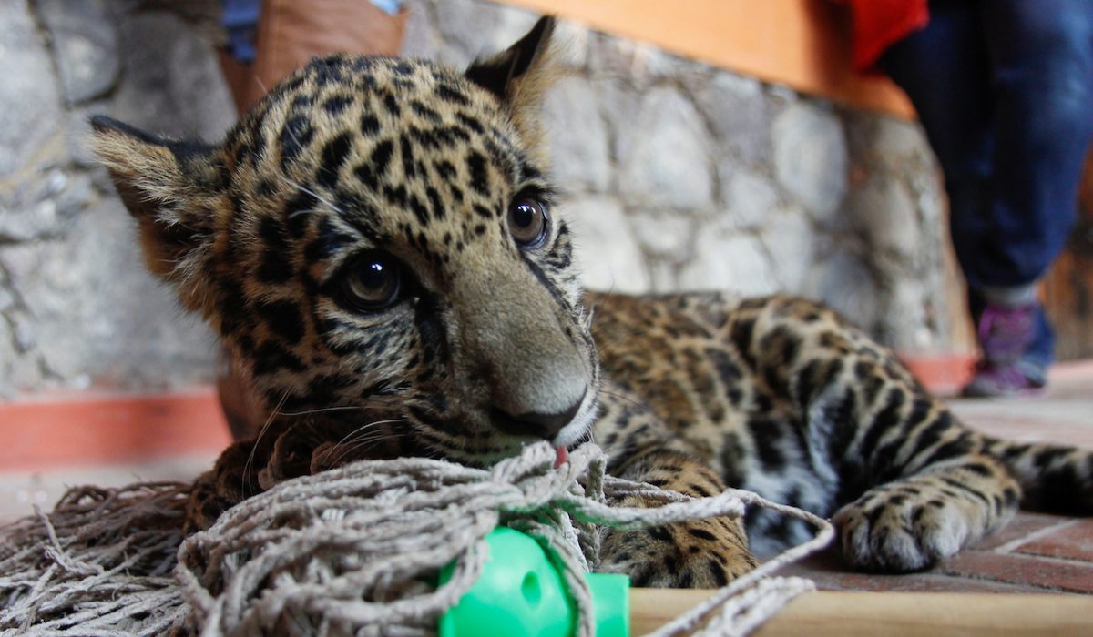 ¡Visita los hermosos pequeños jaguares en el Zoológico de Zacango!