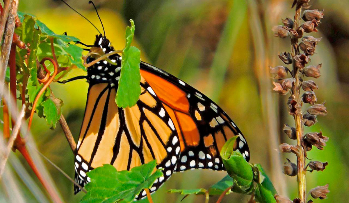 Checa los costos, horarios y ubicación de estos hermosos santuarios de la Mariposa Monarca del EdoMéx y cómo puedes llegar desde Toluca.