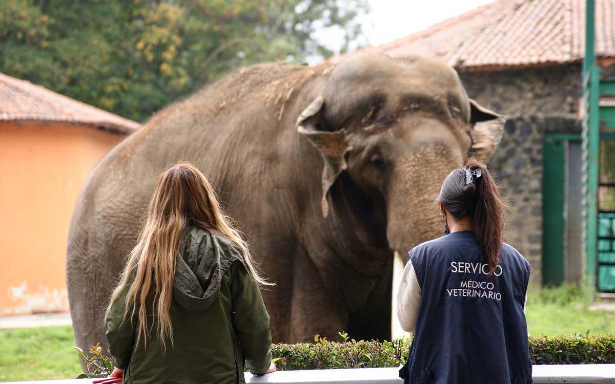 publico preocupado por elefante ted de zoologico de zacang