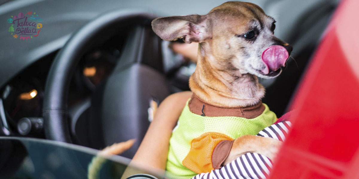 ¿Cómo cuidar del frío a tu mascota en esta temporada?