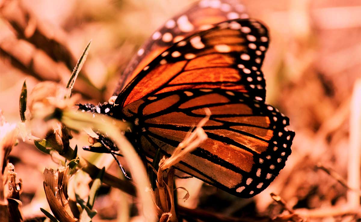 Jardín Polinizador, mariposa en una rama de un árbol