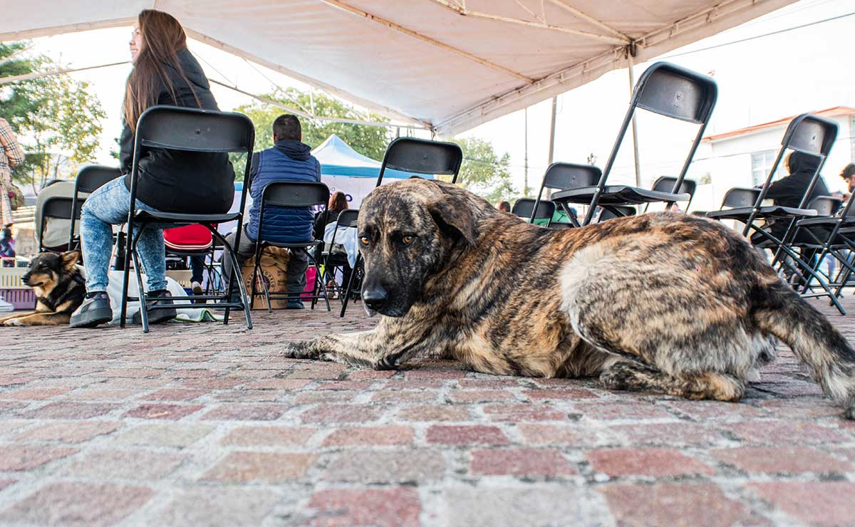 Campañas de esterilización y vacunas antirrábicas gratuitas en Metepec