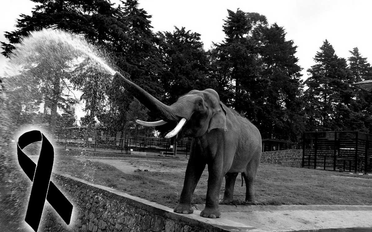 anuncia zoologico de zacango muerte de elefante ted