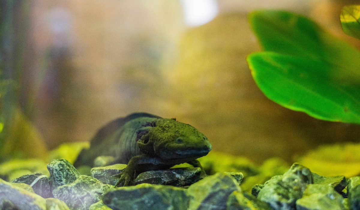 Visita el único ajolotario del EdoMéx ¡Esta en Toluca!