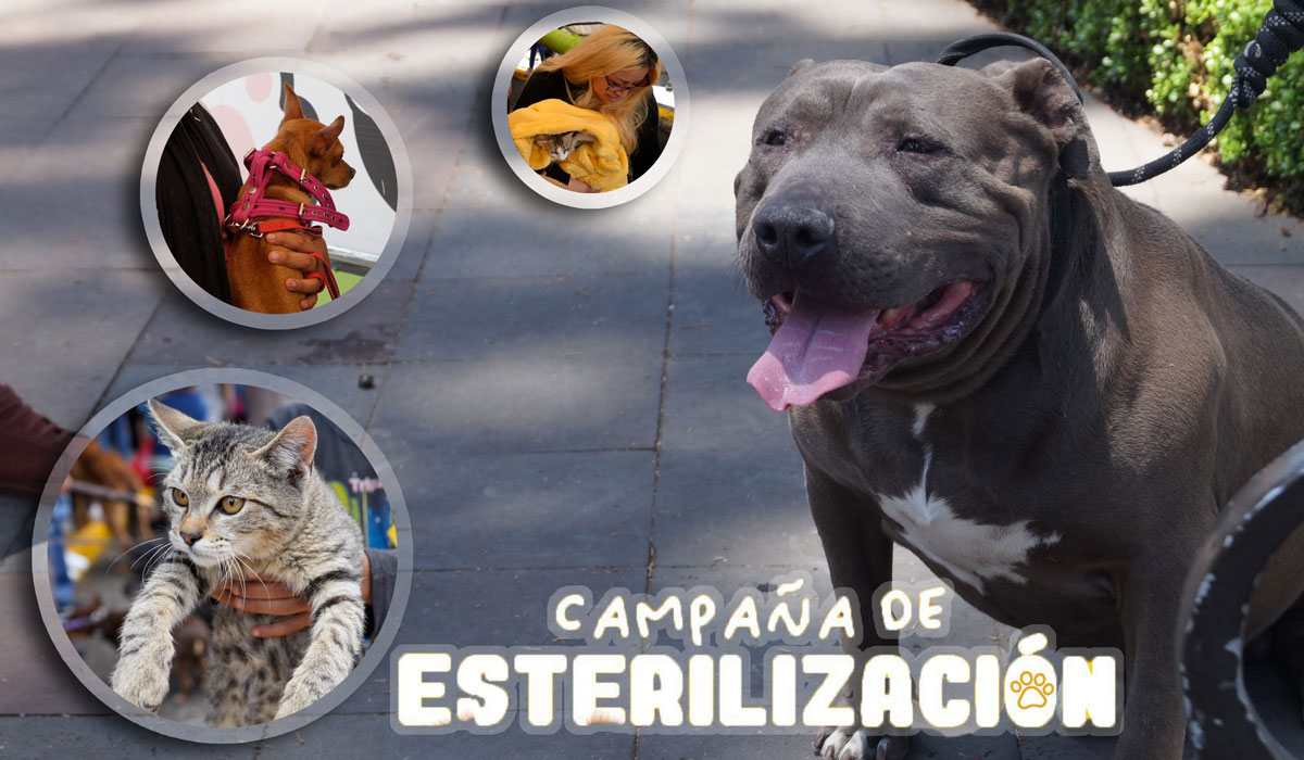 ¡Esterilización gratuita para perros y gatos en Toluca! Únete a esta noble causa y protege a tus peluditos; días, horarios y requisitos.