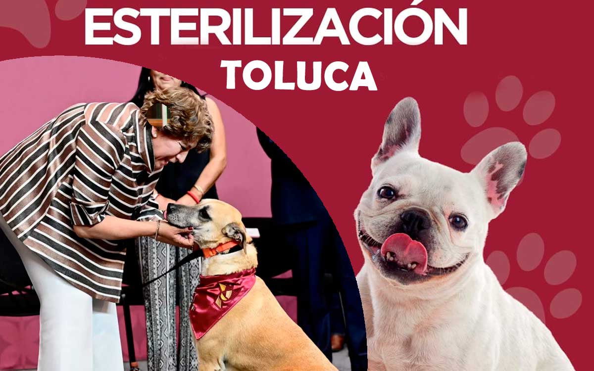 9 d efebrero habra campaña de esterilizacion gratuita en toluca para mascotas