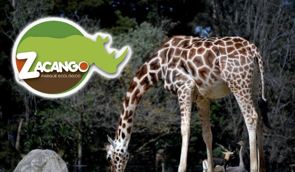 ¿Abrirá el Zoológico de Zacango el 5 de febrero?