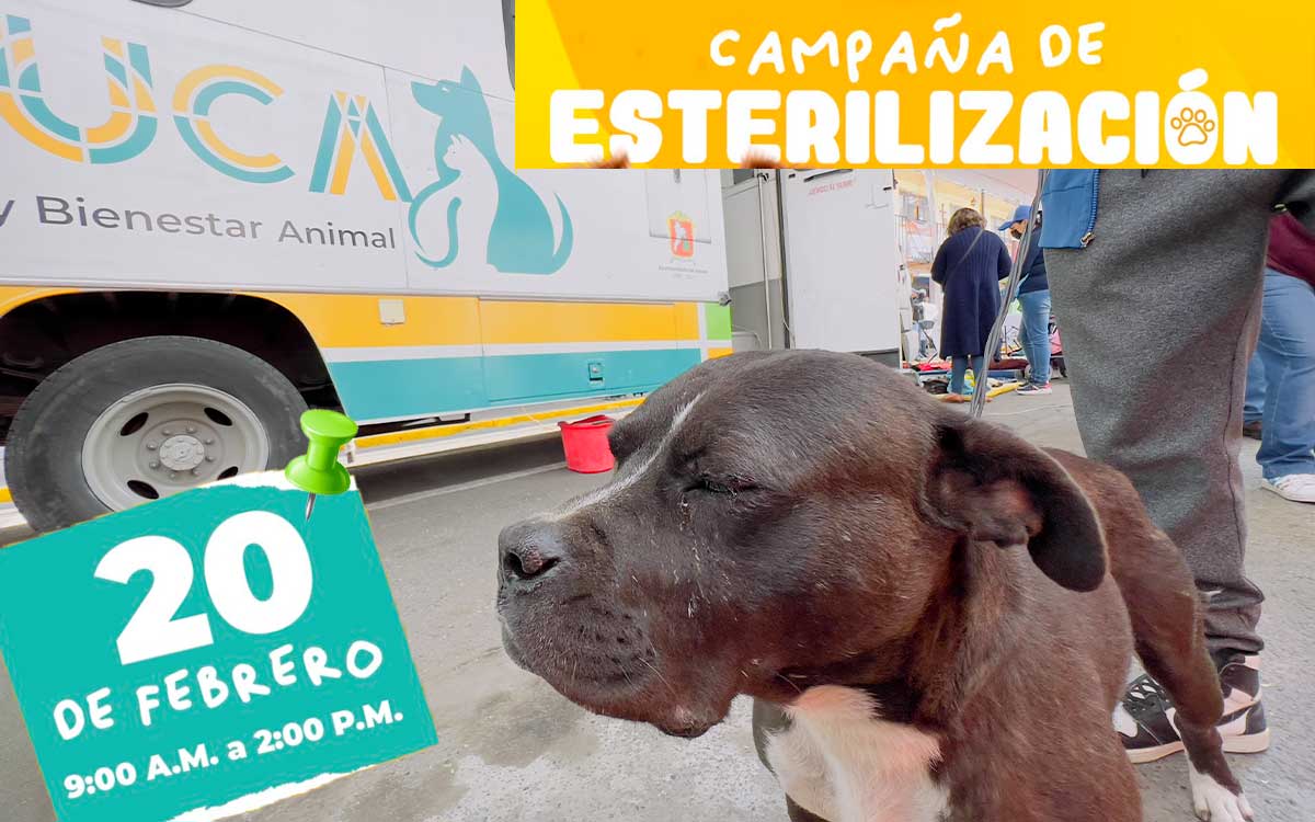 mascostas formadas para campaña de esterilización toluca 2024 en la colonia morelos