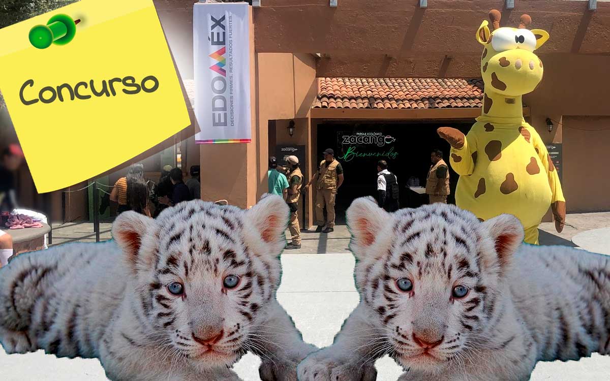 requisitos bases y premios del concurso nombrar al tigre blanco de zacango
