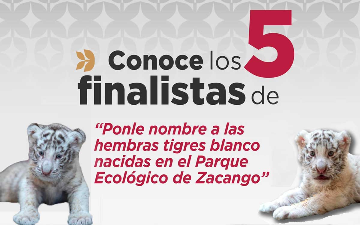 vota por el concurso nombre de tigre blanco zoologico de zacango 2024