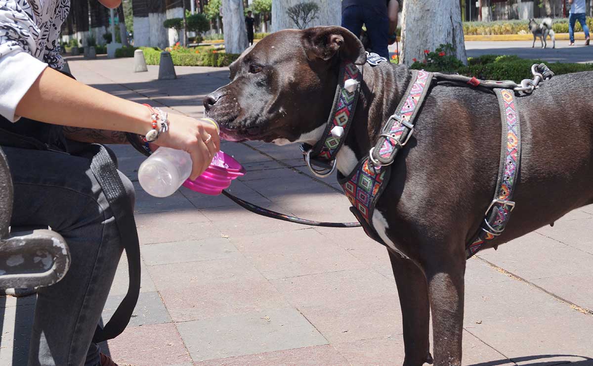 Olas de calor en Toluca, México, cuidado de mascotas