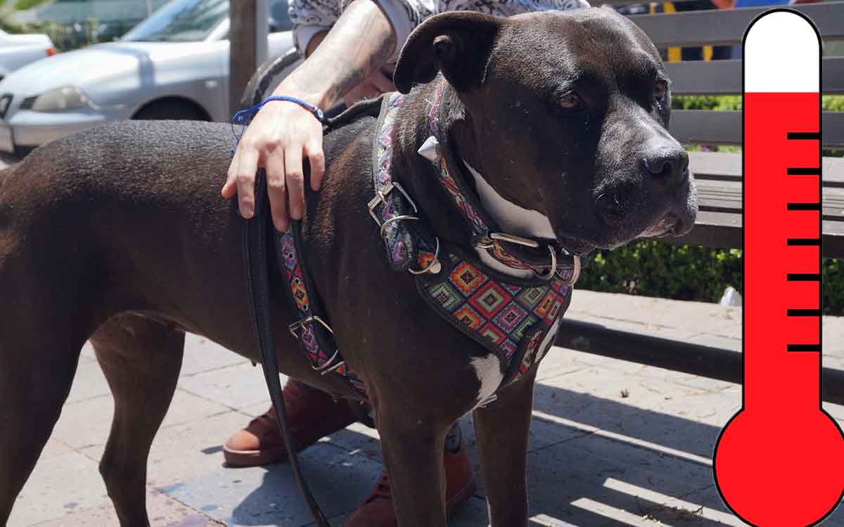 como saber si mi perrito tiene g golpe de calor en mascotas