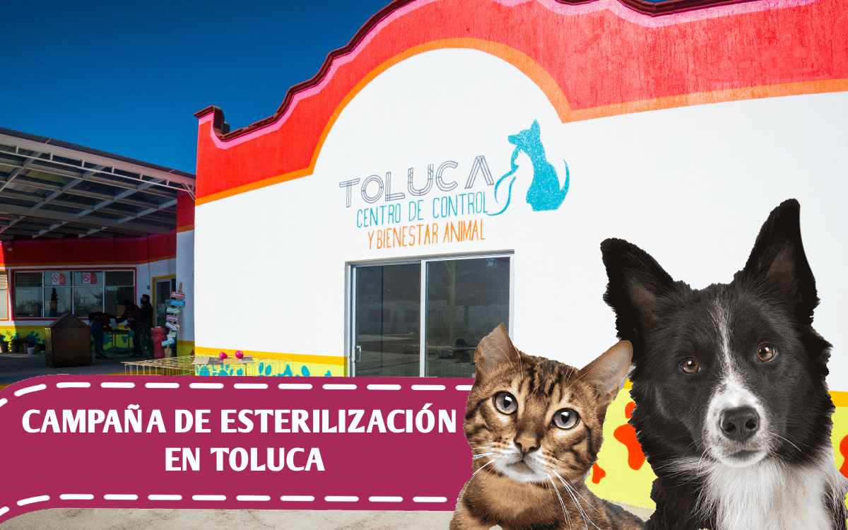 ubicacion centro de control animal toluca