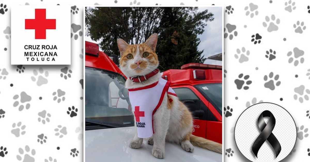 Fallece Cruzberto, el gato voluntario de la Cruz Roja en Toluca.