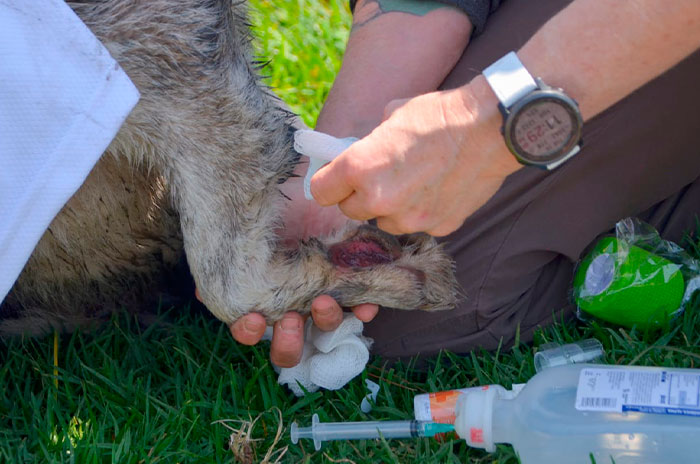 Increíble rescate y cuidado de animales en el Valle de Toluca: 13 rescatados y 250 protegidos